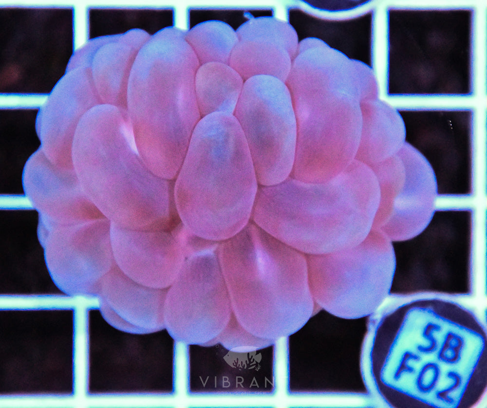 Bubble Coral AUS