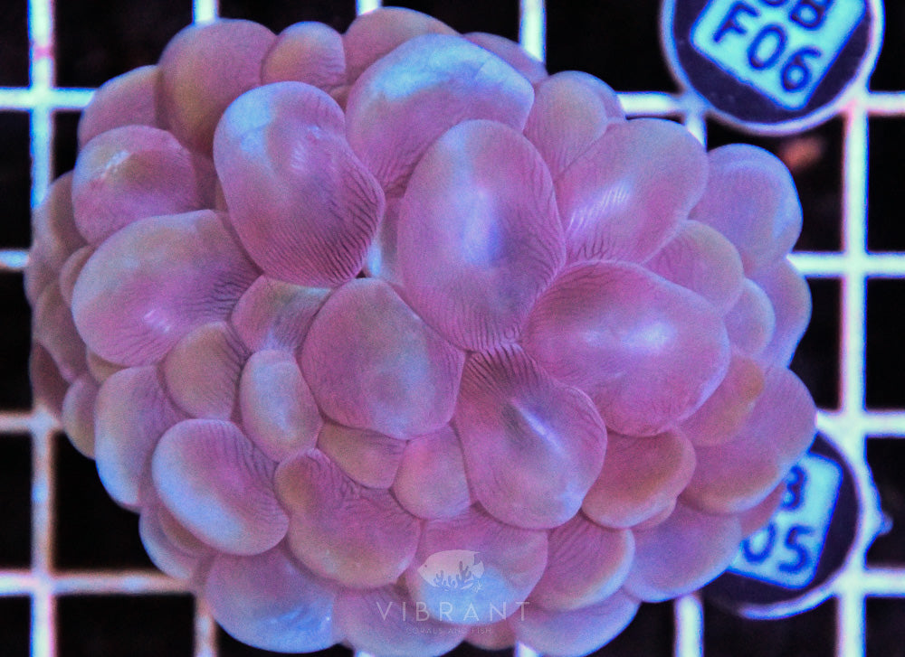 Bubble Coral AUS