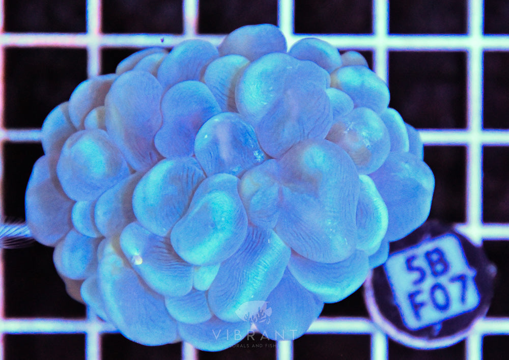 Bubble Coral AUS