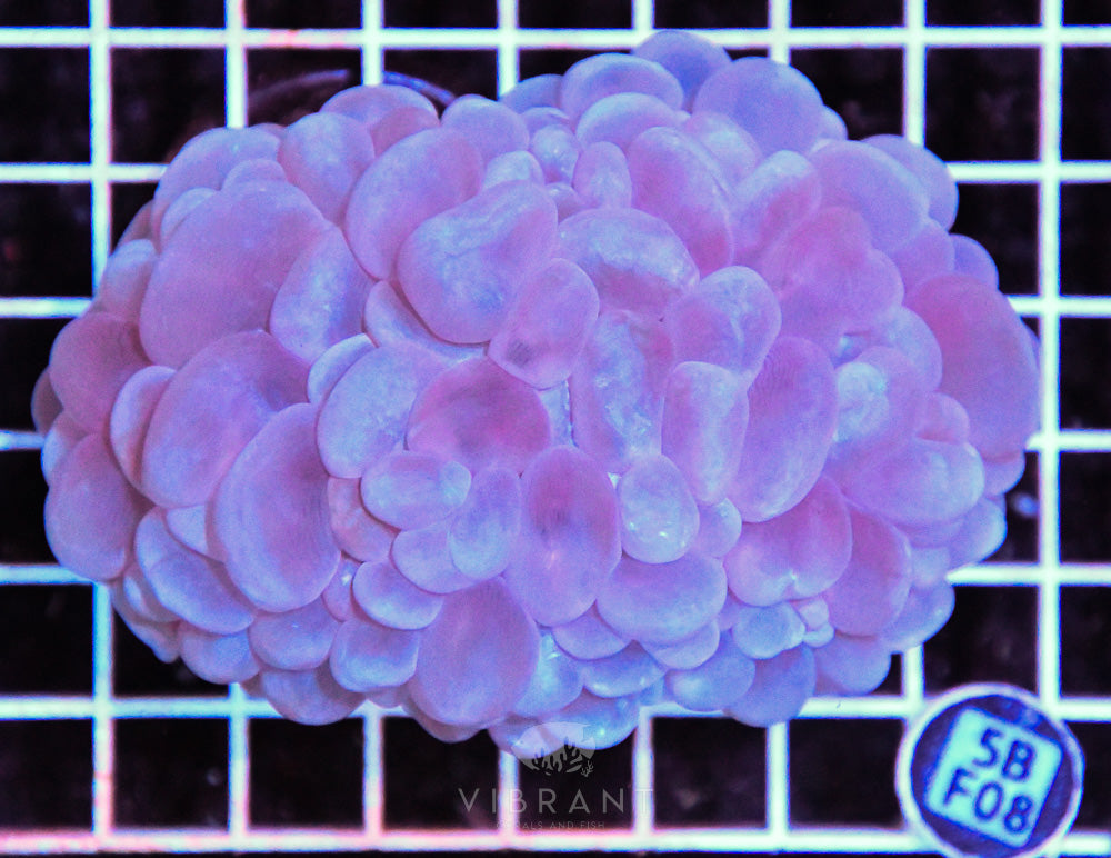 Bubble Coral AUS