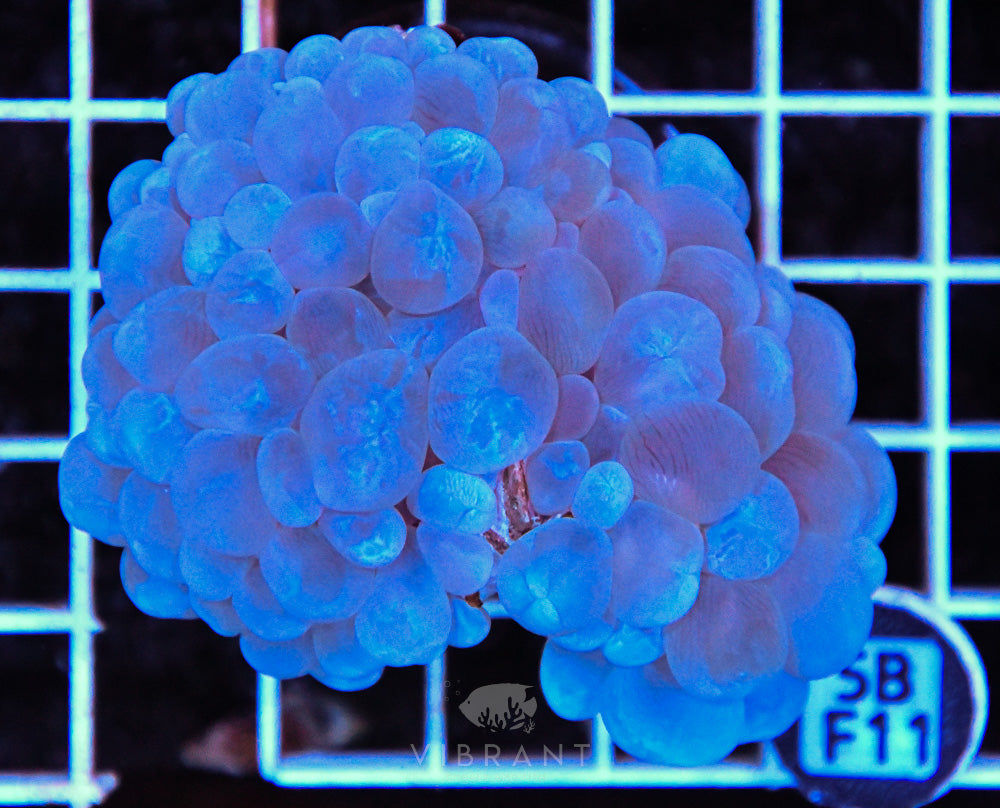 Bubble Coral AUS