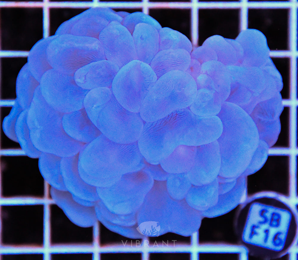 Bubble Coral AUS