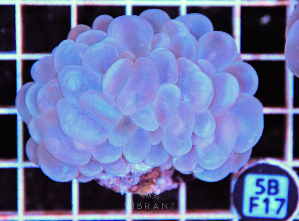 Bubble Coral AUS