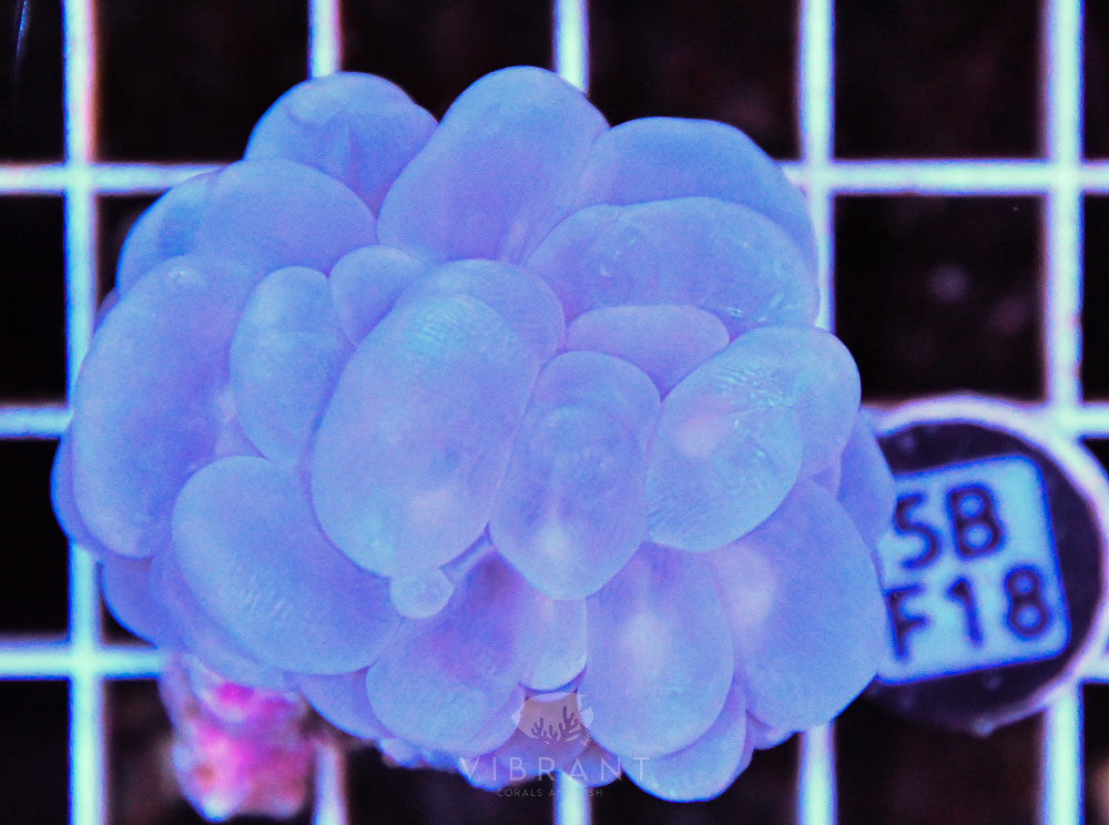 Bubble Coral AUS