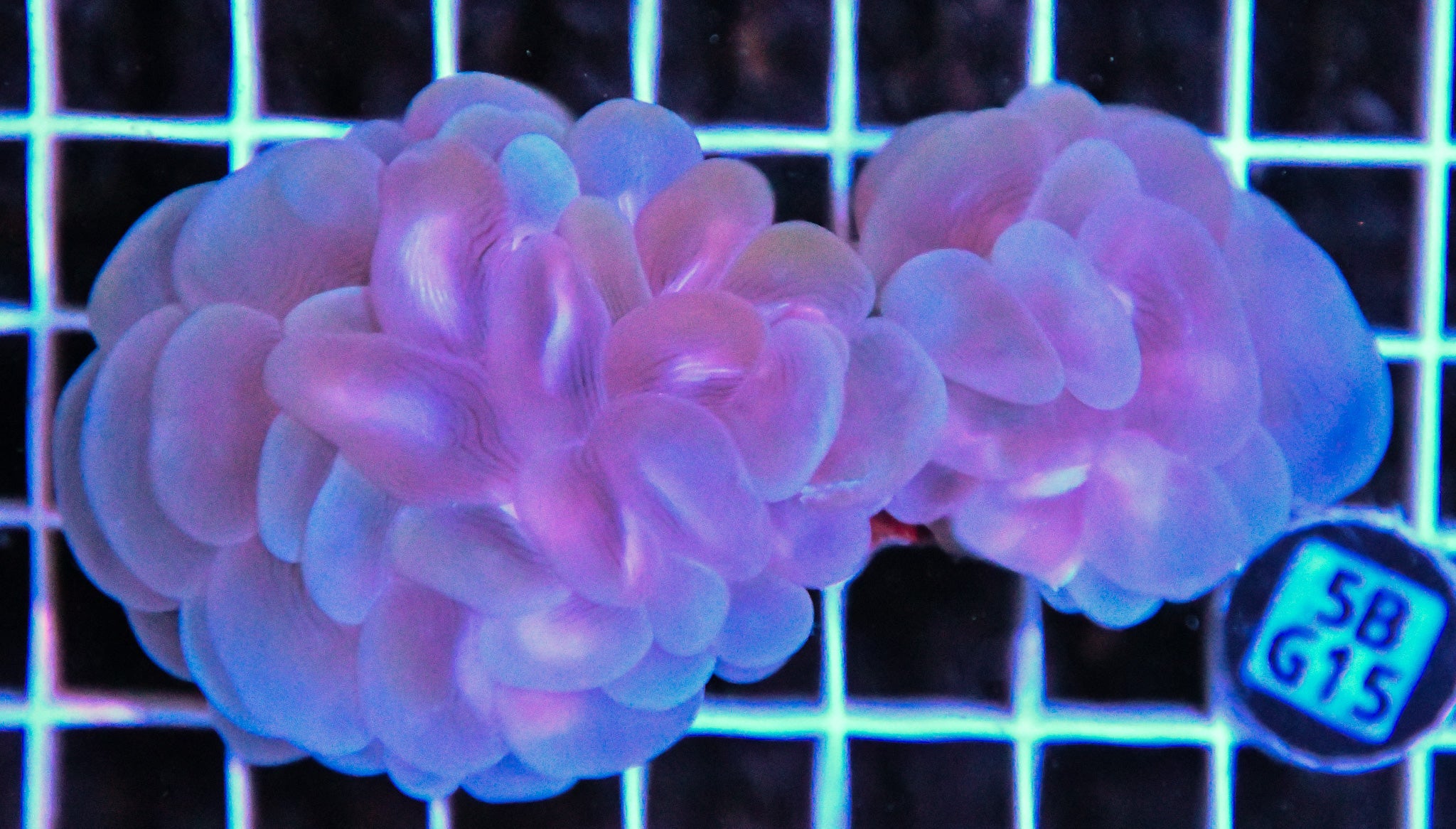 Bubble Coral AUS