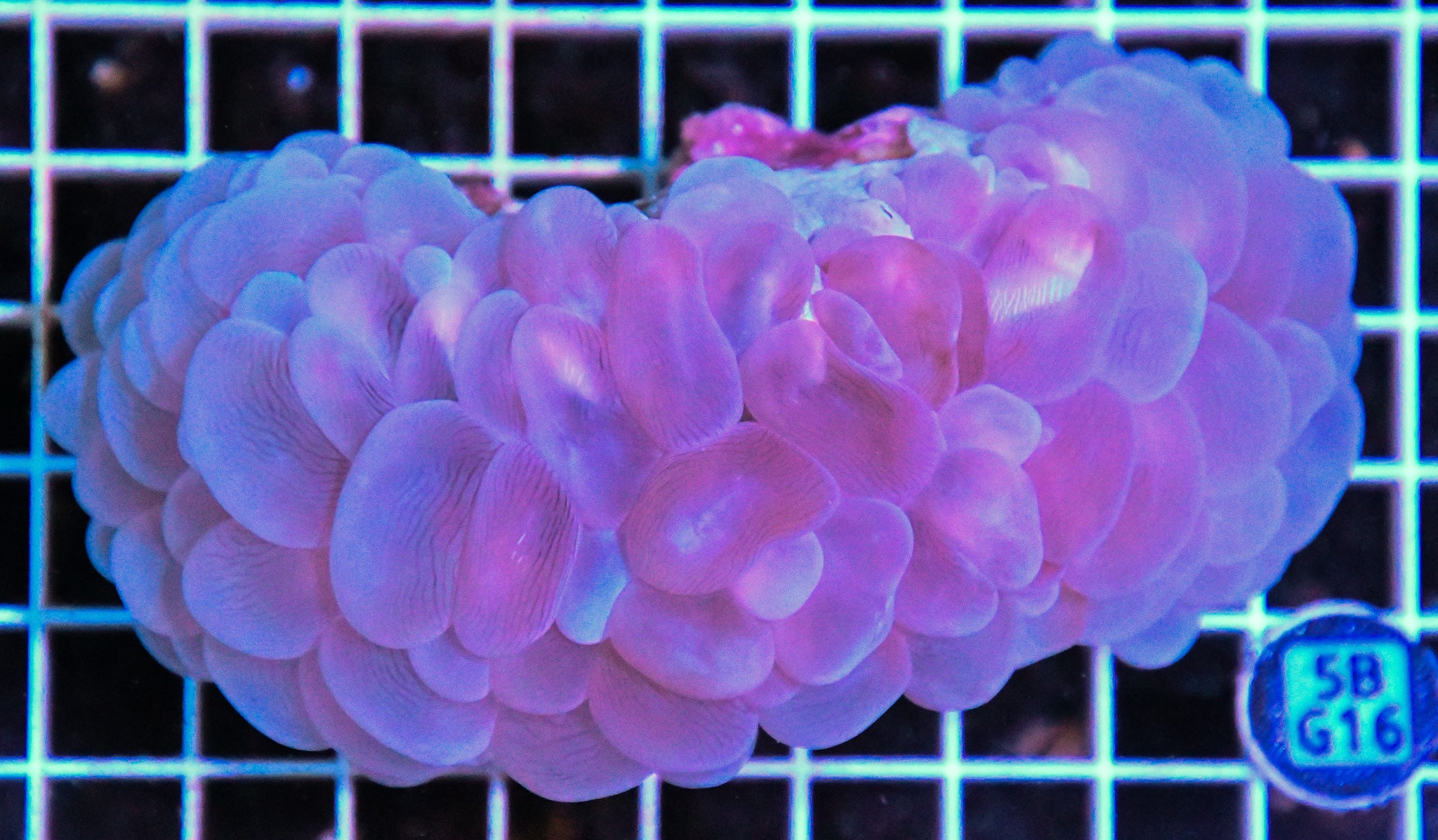 Bubble Coral AUS