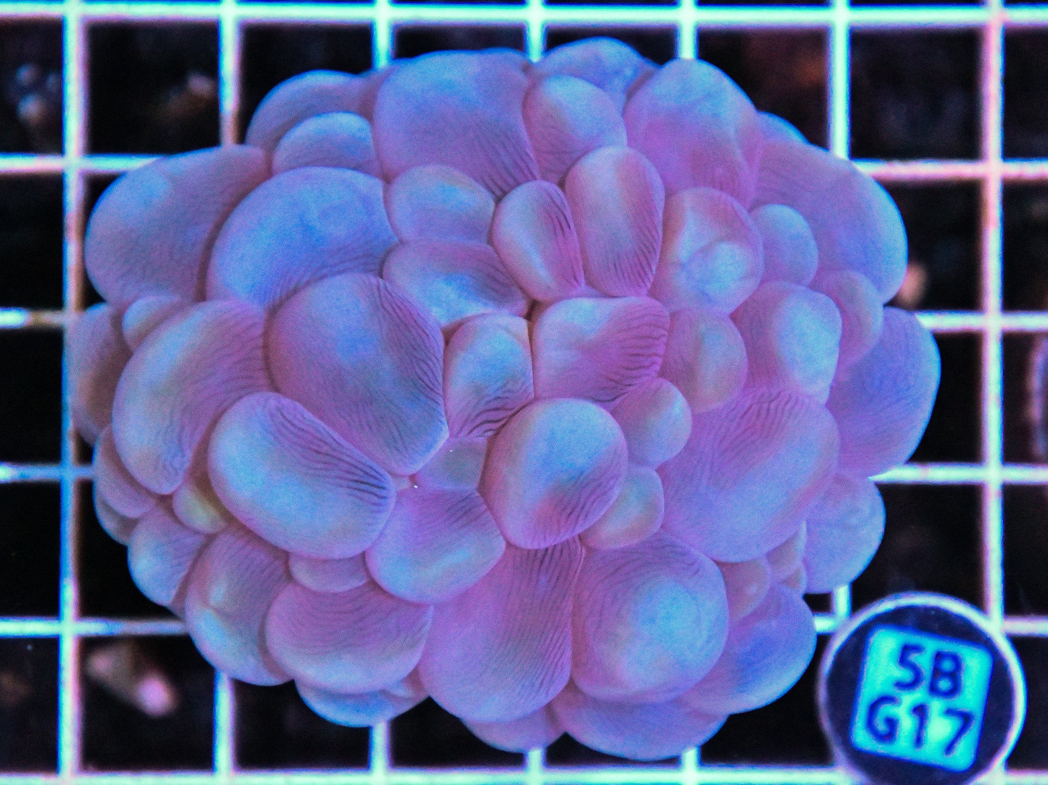 Bubble Coral AUS