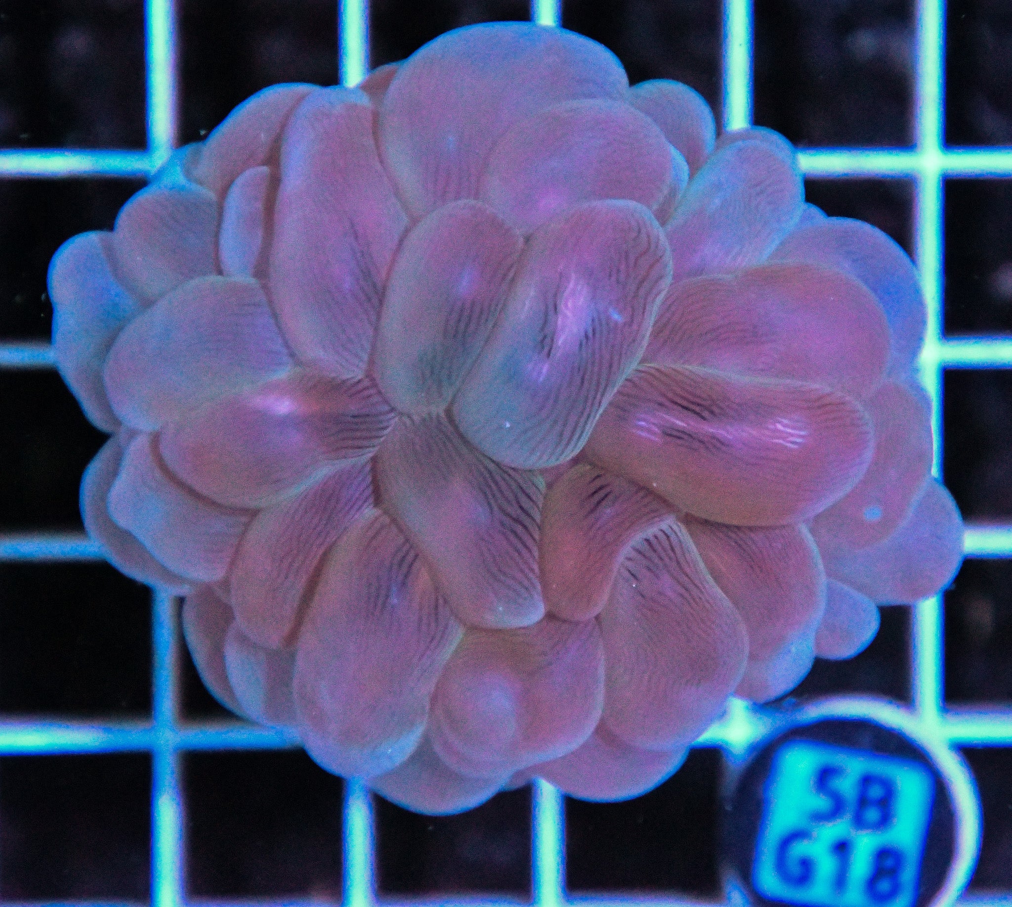 Bubble Coral AUS