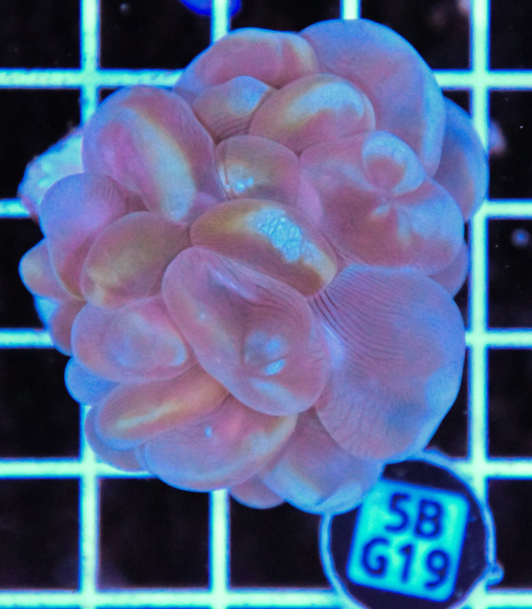 Bubble Coral AUS