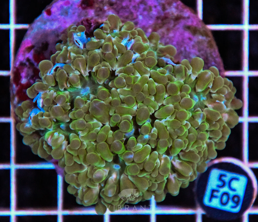 Bubble Coral INDO