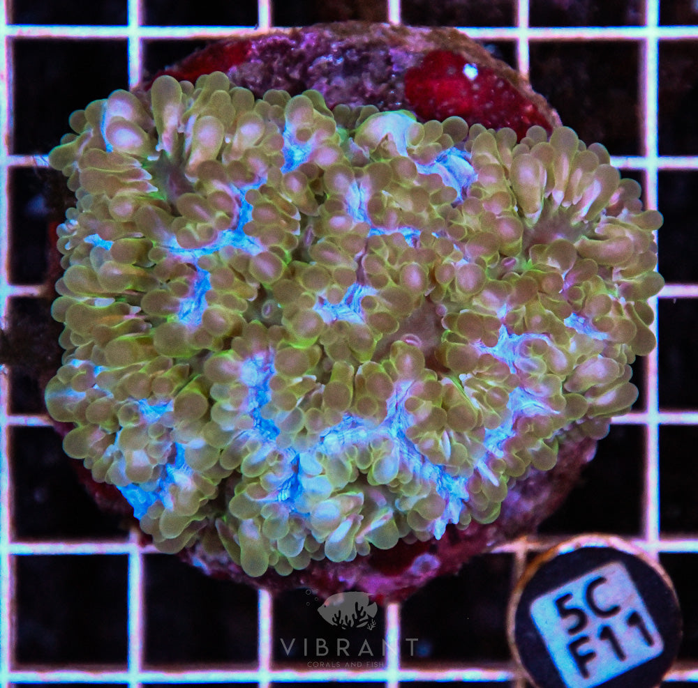 Bubble Coral INDO