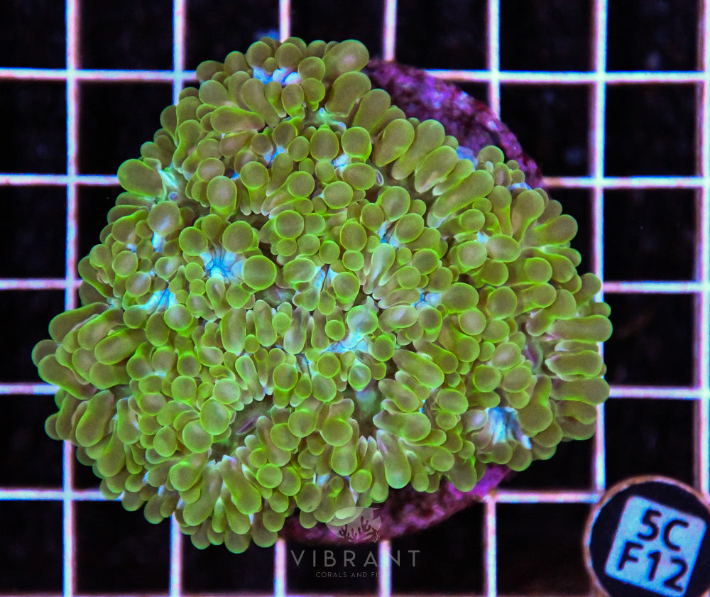 Bubble Coral INDO
