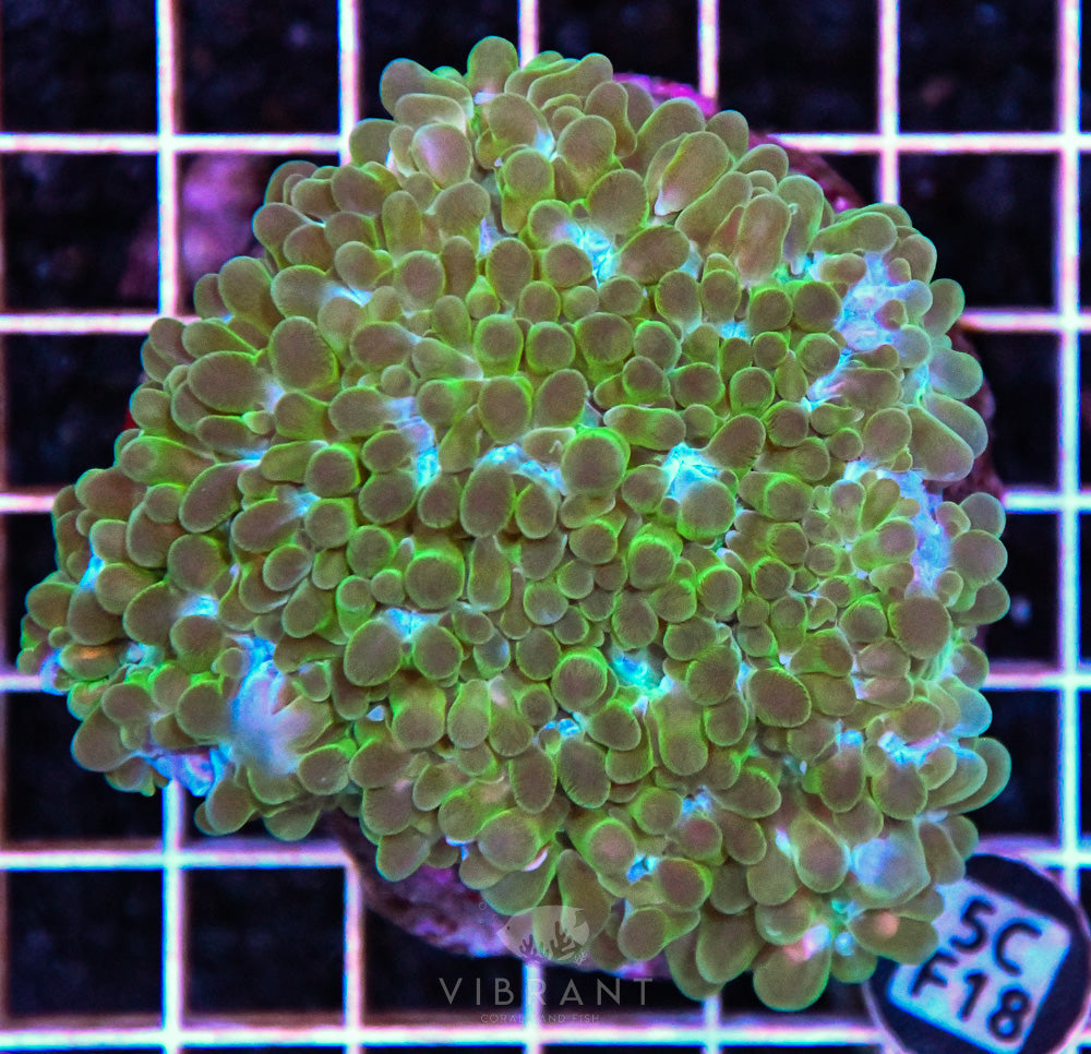 Bubble Coral INDO