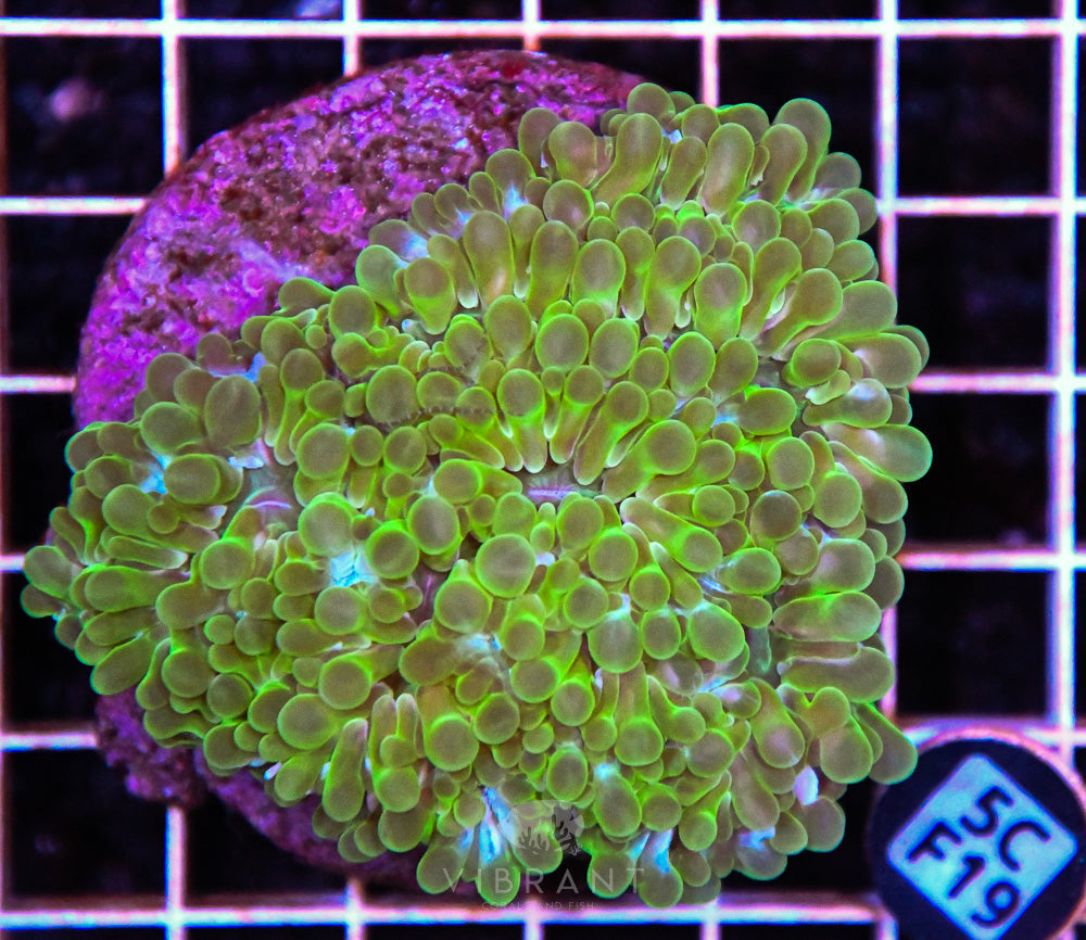 Bubble Coral INDO