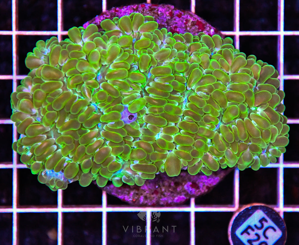 Bubble Coral INDO