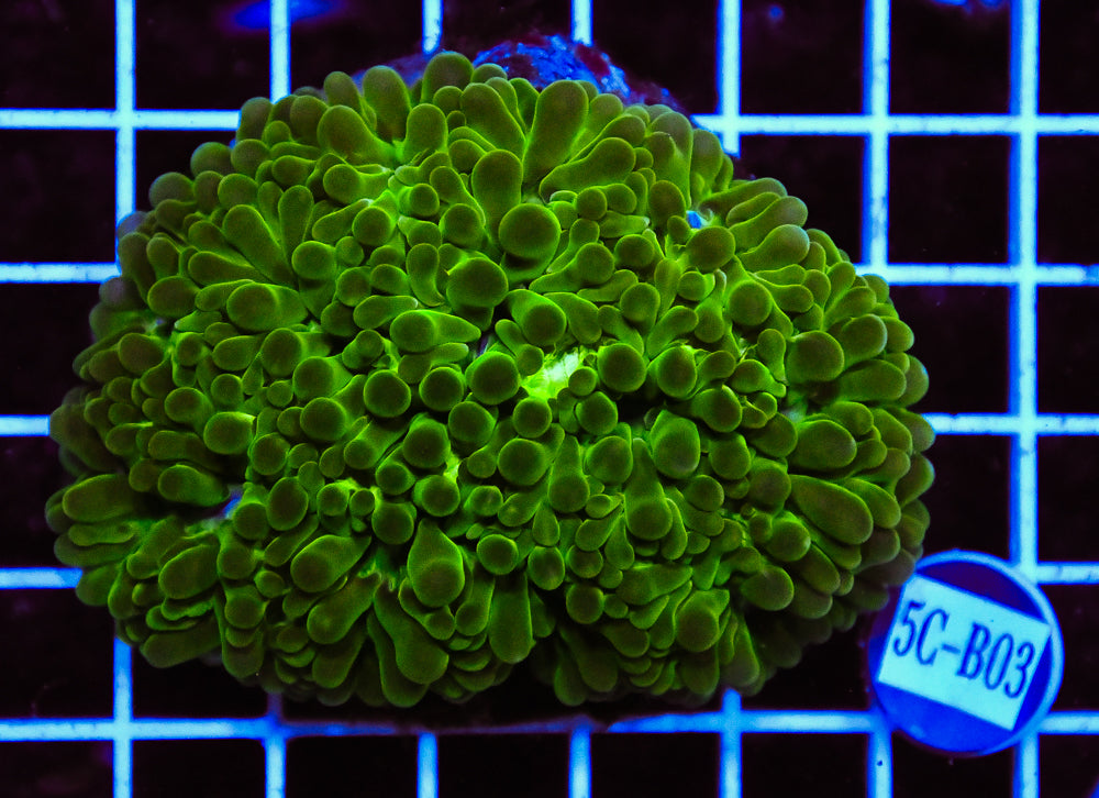 Bubble Coral INDO