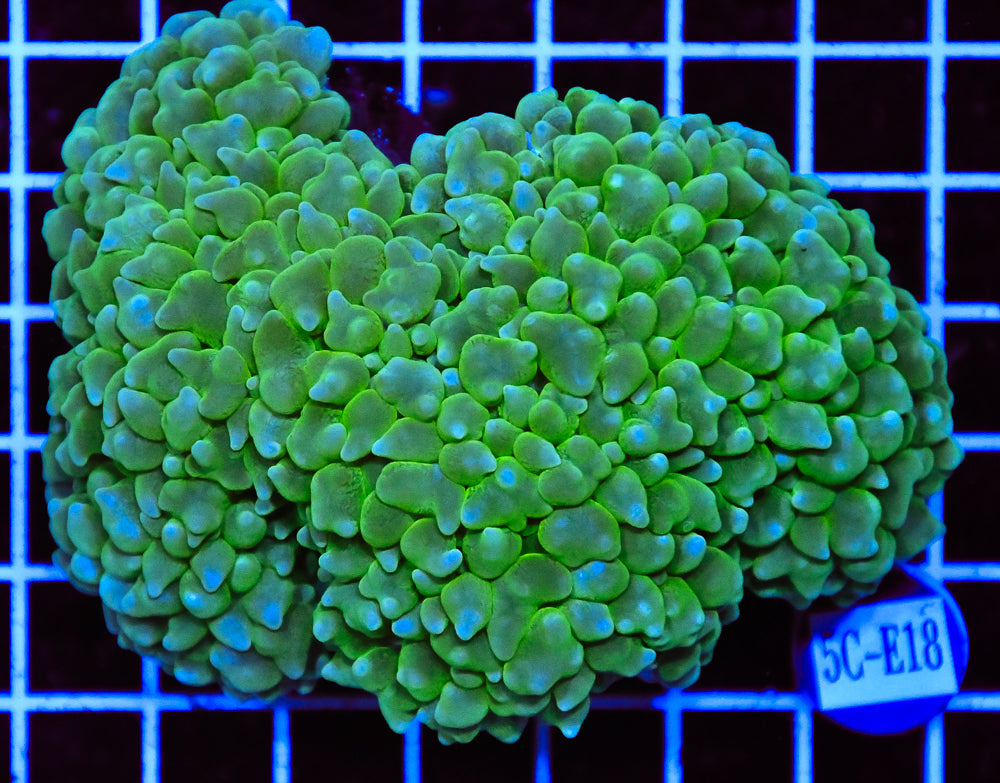Bubble Coral INDO W