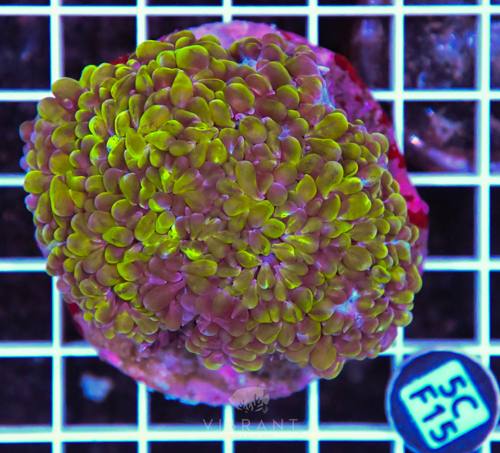 Bubble Coral INDO
