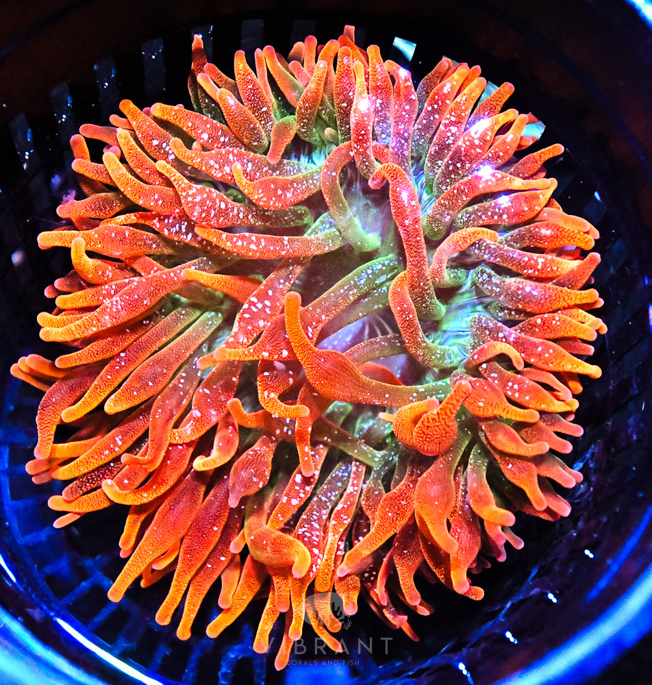 Bubble Tip Anemone