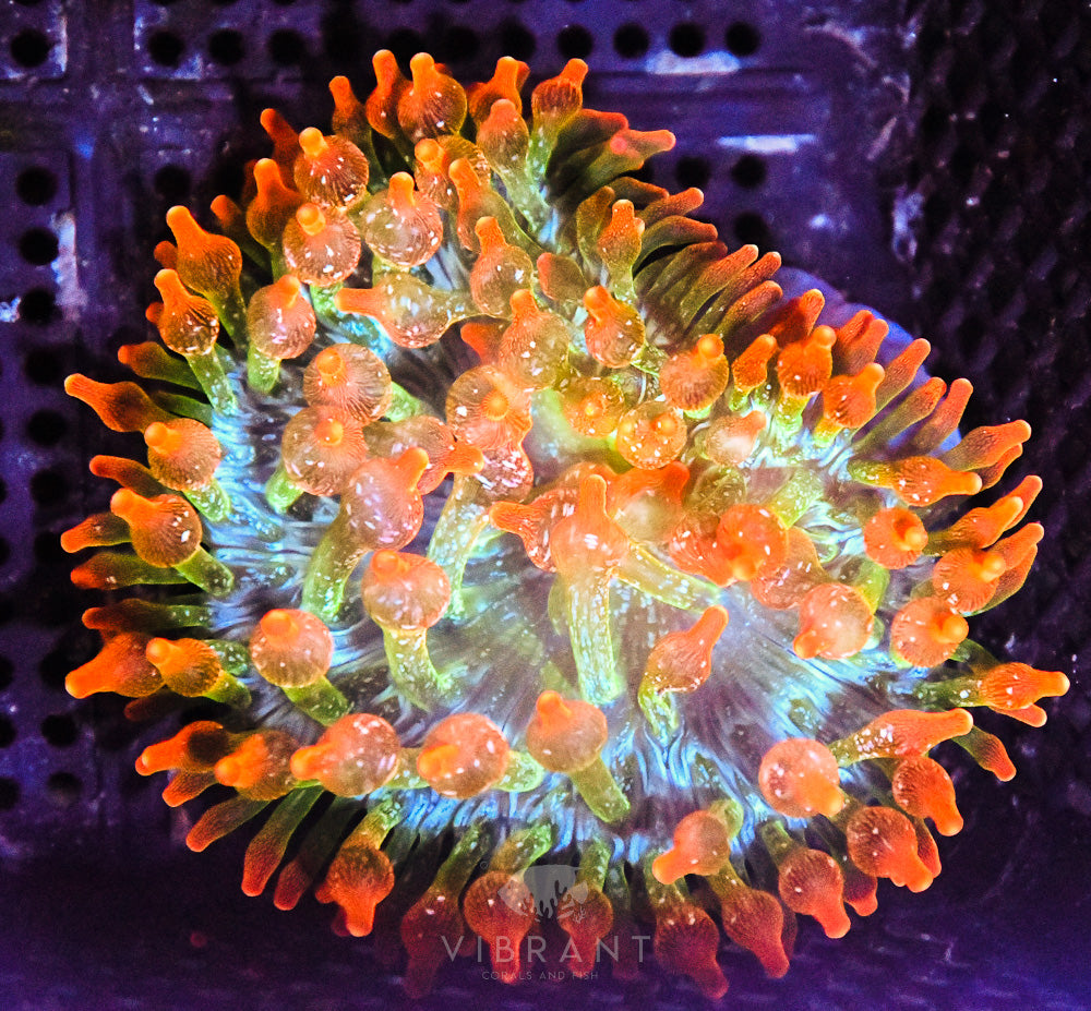 Bubble Tip Anemone