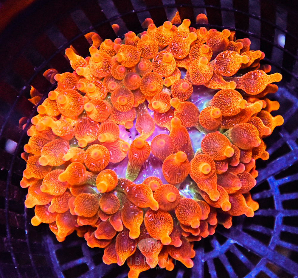 Bubble Tip Anemone Ultra