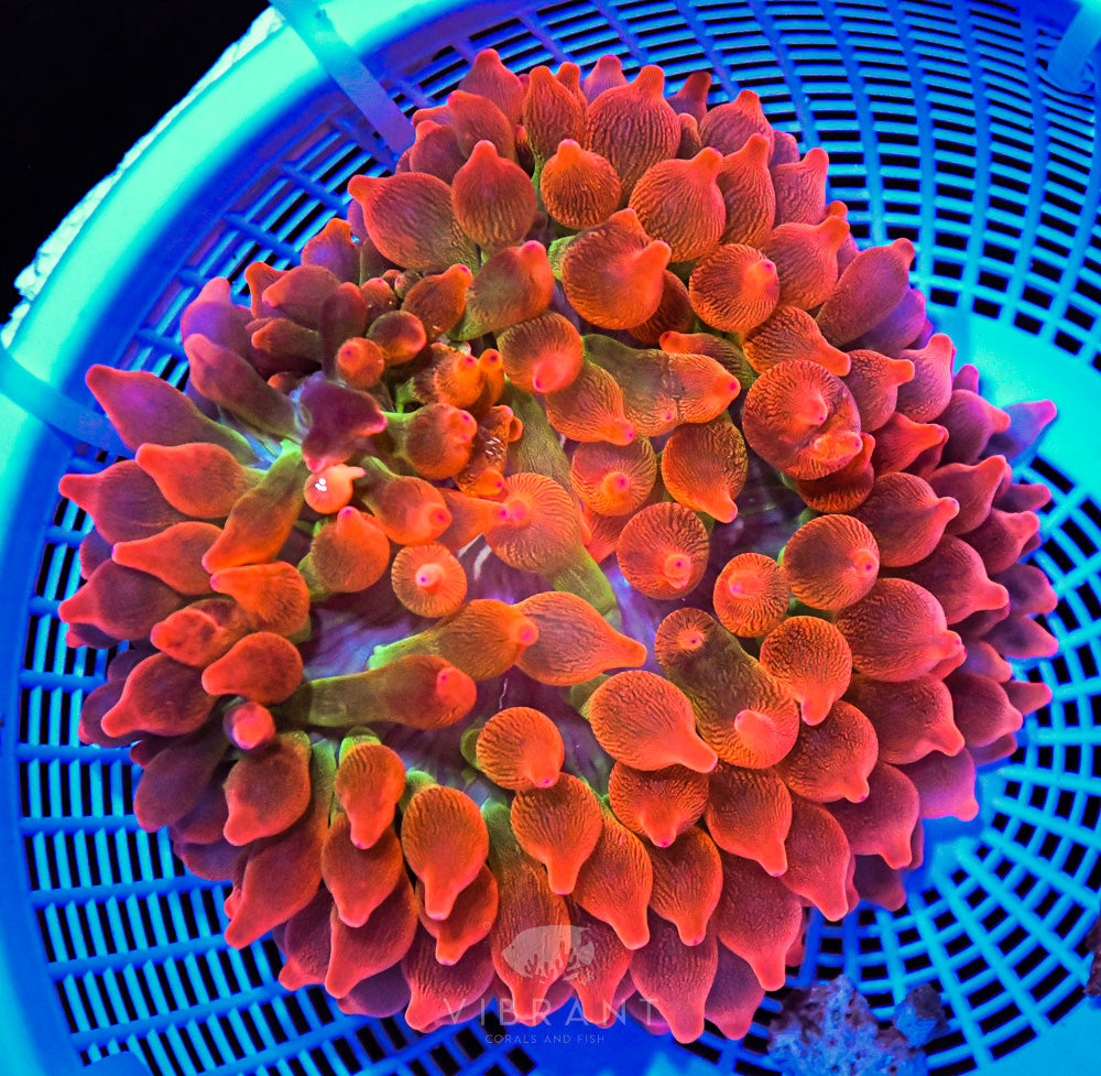 Bubble Tip Anemone Ultra