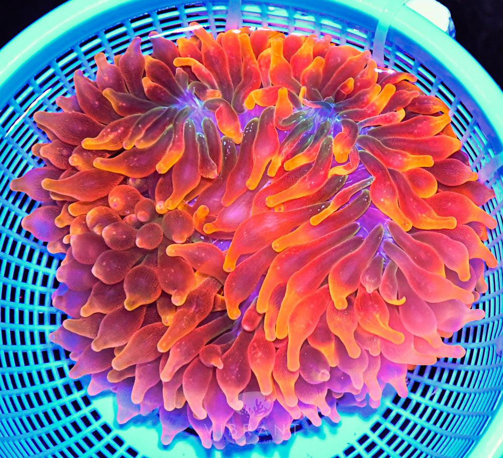 Bubble Tip Anemone Ultra