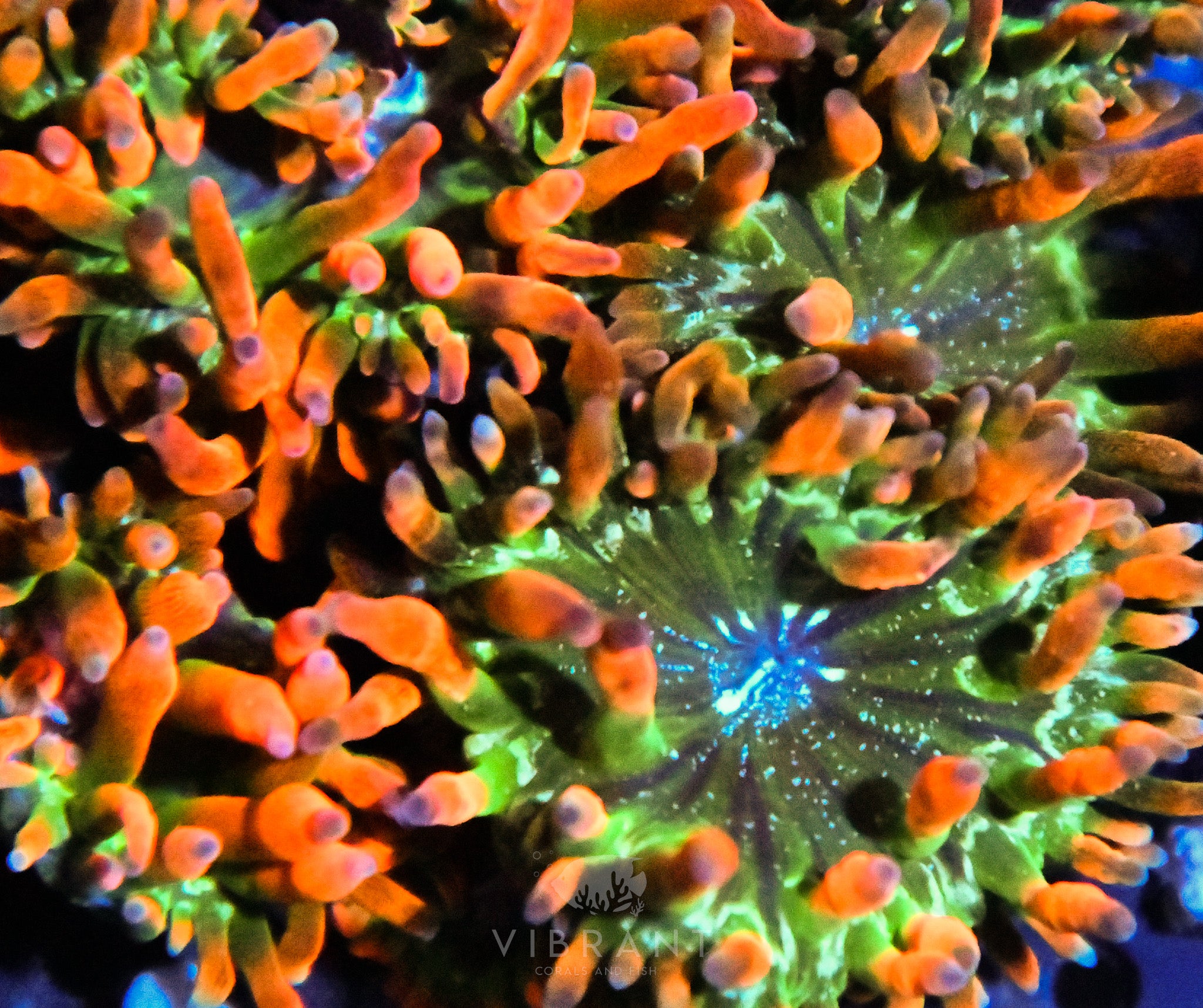Aquaculture Red Bubble Tip Anemone 6 Pack Small SAMPLE