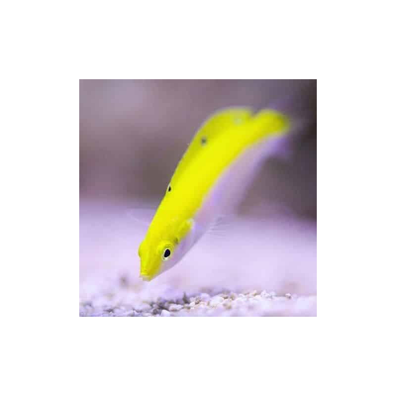 Canarytop Wrasse (Halichoeres leucoxanthus)