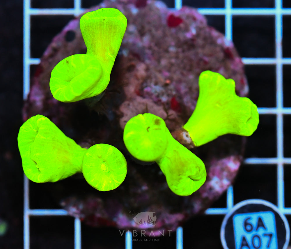 Candy Cane INDO