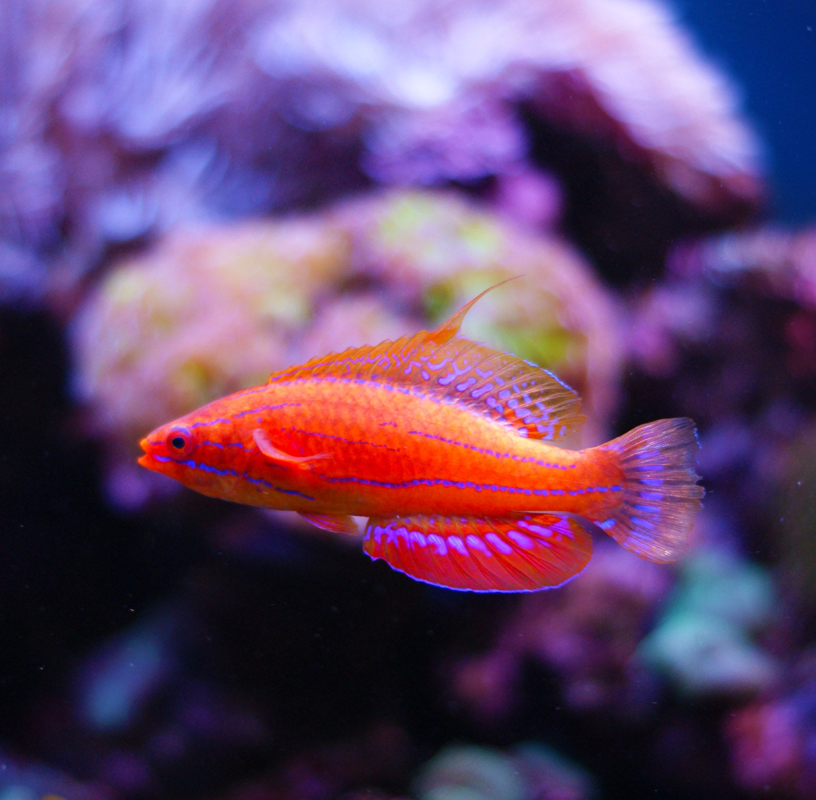 Carpenters Flasher Wrasse (Paracheilinus carpenteri)