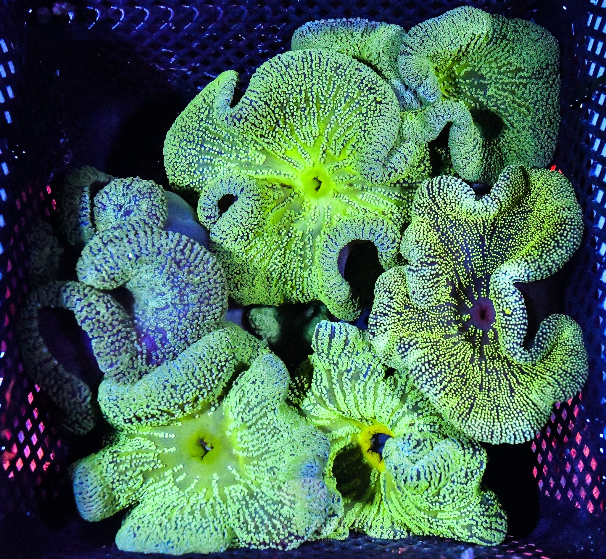 Carpet Anemone 3-Pack