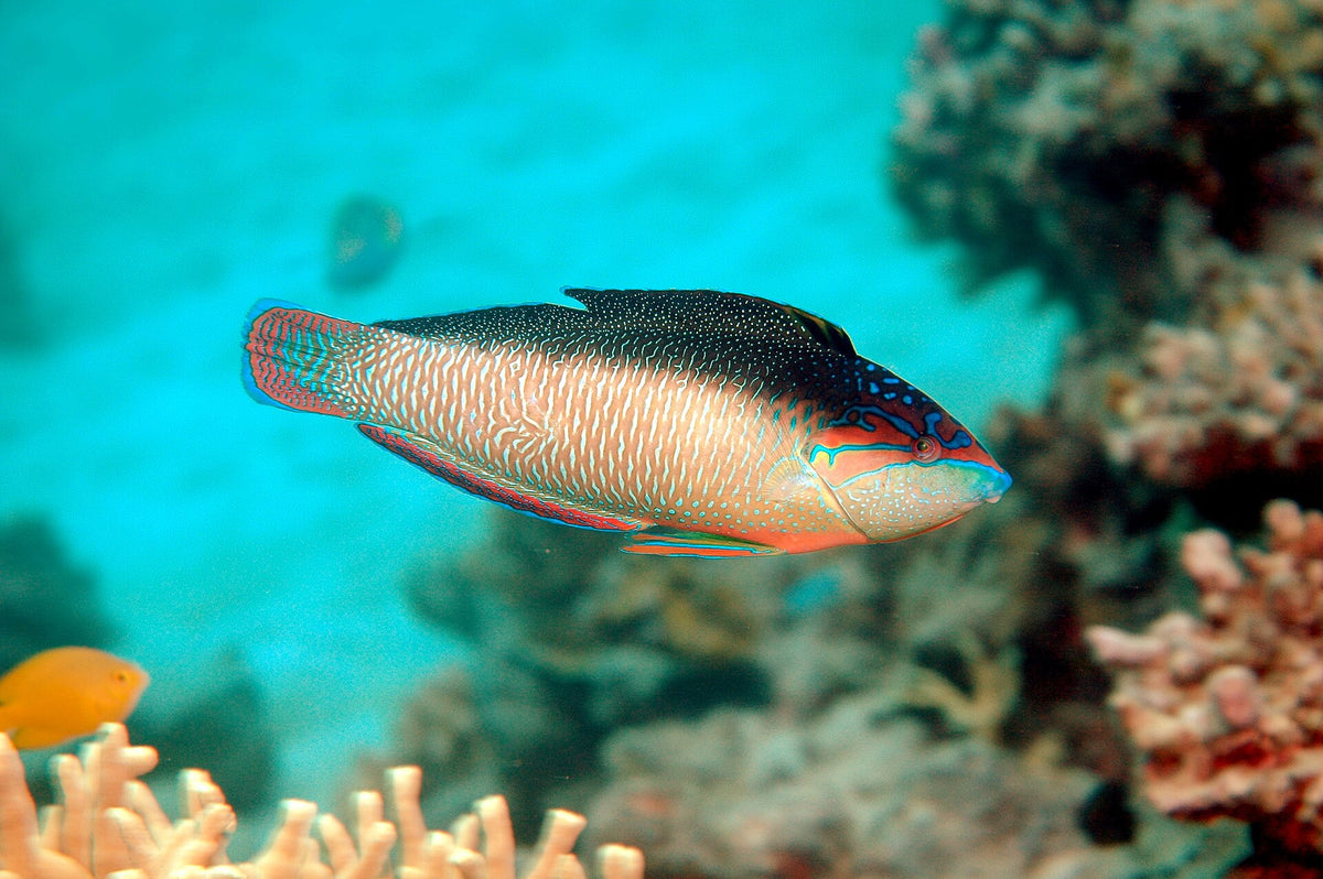 China Pearl Wrasse (Anampses neoguinaicus)