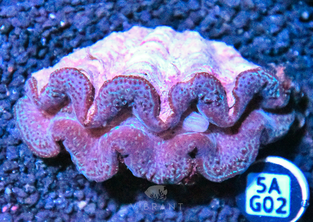 Clam (Tridacna maxima)