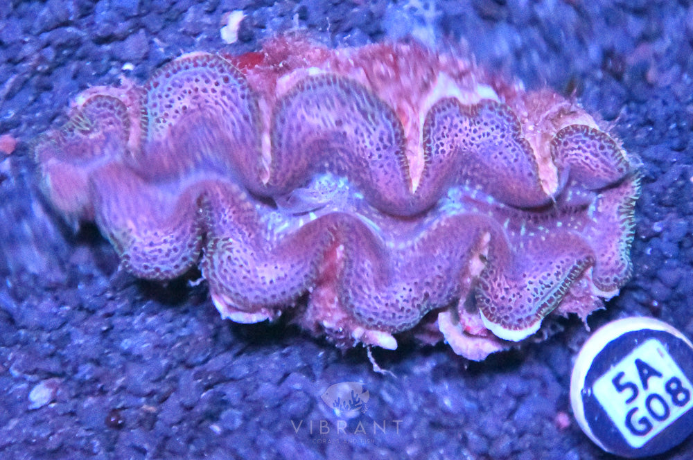 Clam (Tridacna maxima)
