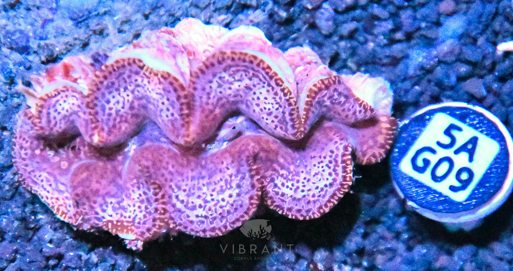 Clam (Tridacna maxima)