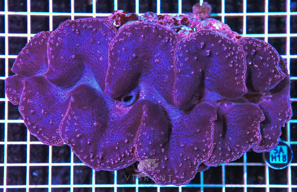 Ningaloo Maxima Clam