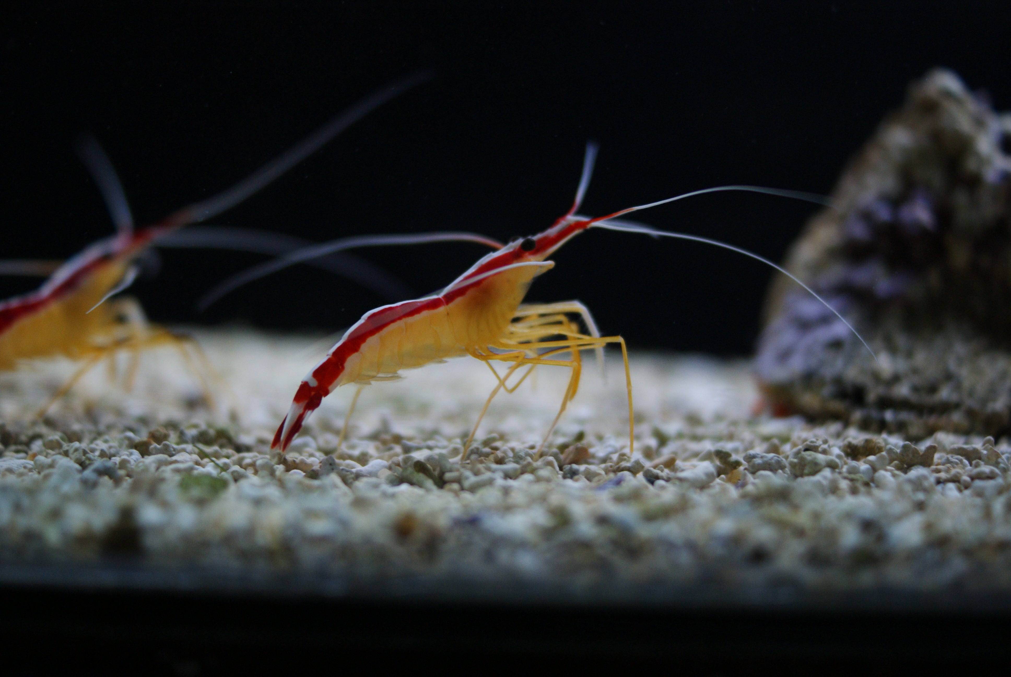 Cleaner shrimp (Lysmata amboinensis)