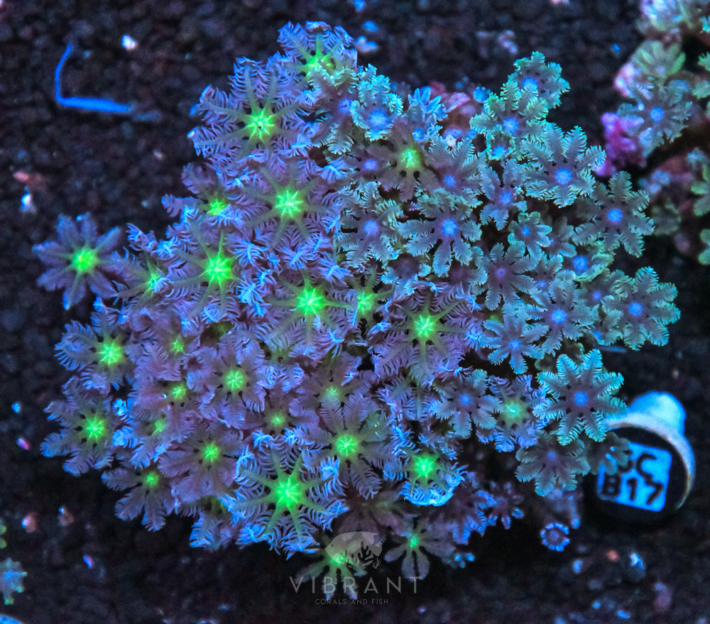 Clove Polyp AUS