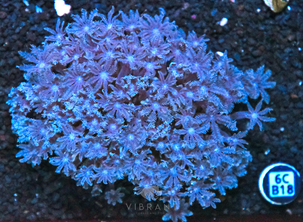 Clove Polyp AUS
