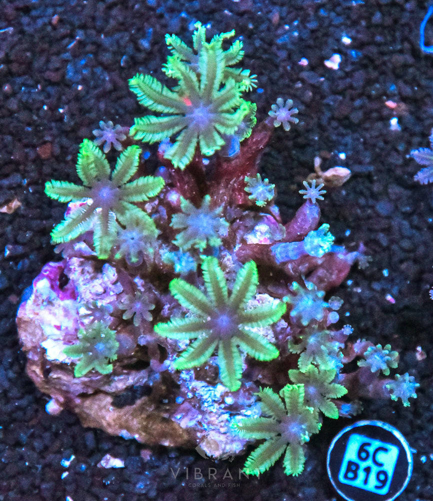 Clove Polyp AUS