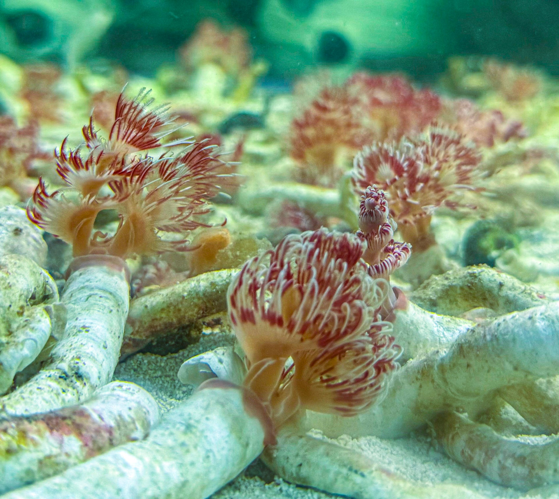Coco Worm (Protula bispiralis)