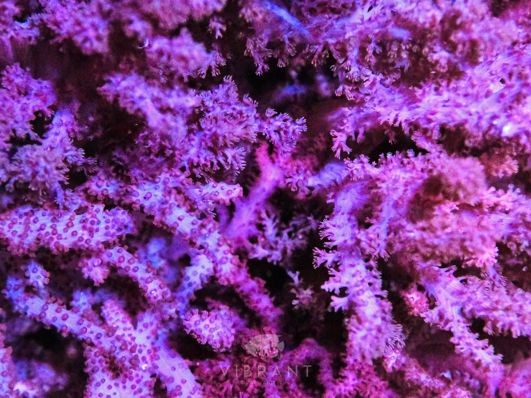 Colt Coral INDO W SAMPLE small