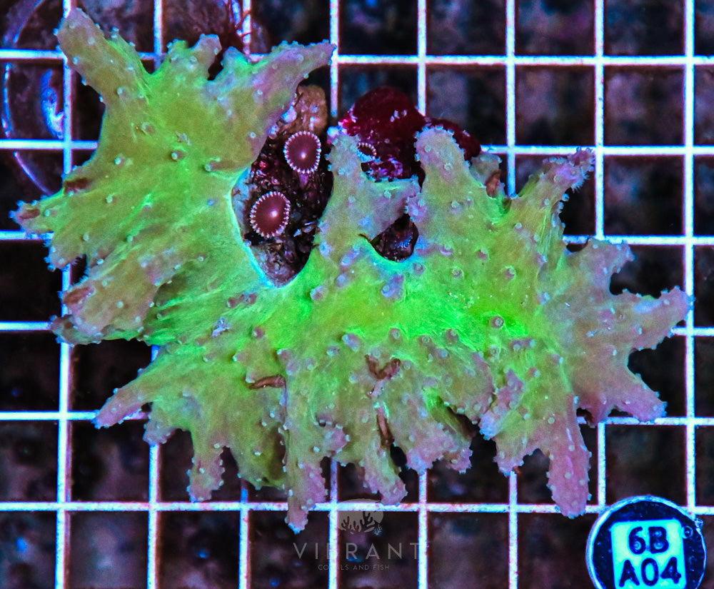 Colt Coral AUS
