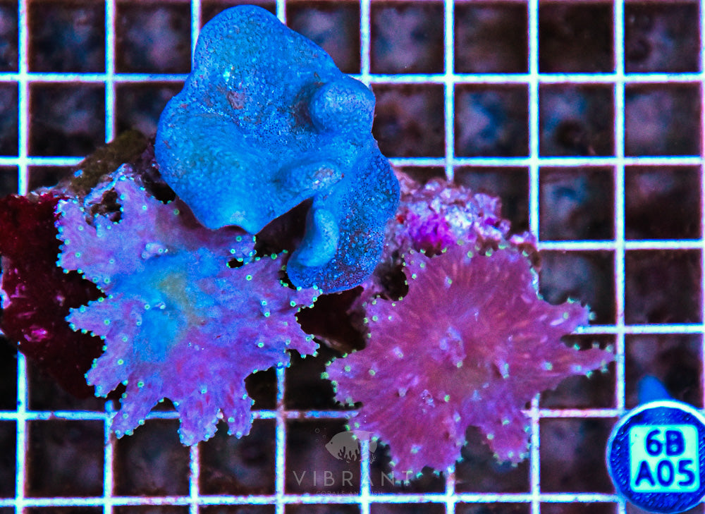 Colt Coral AUS