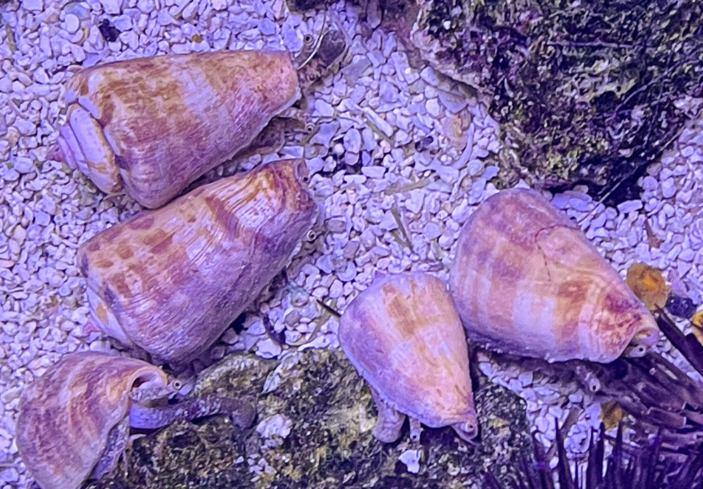 Strawberry Conch Snail SAMPLE