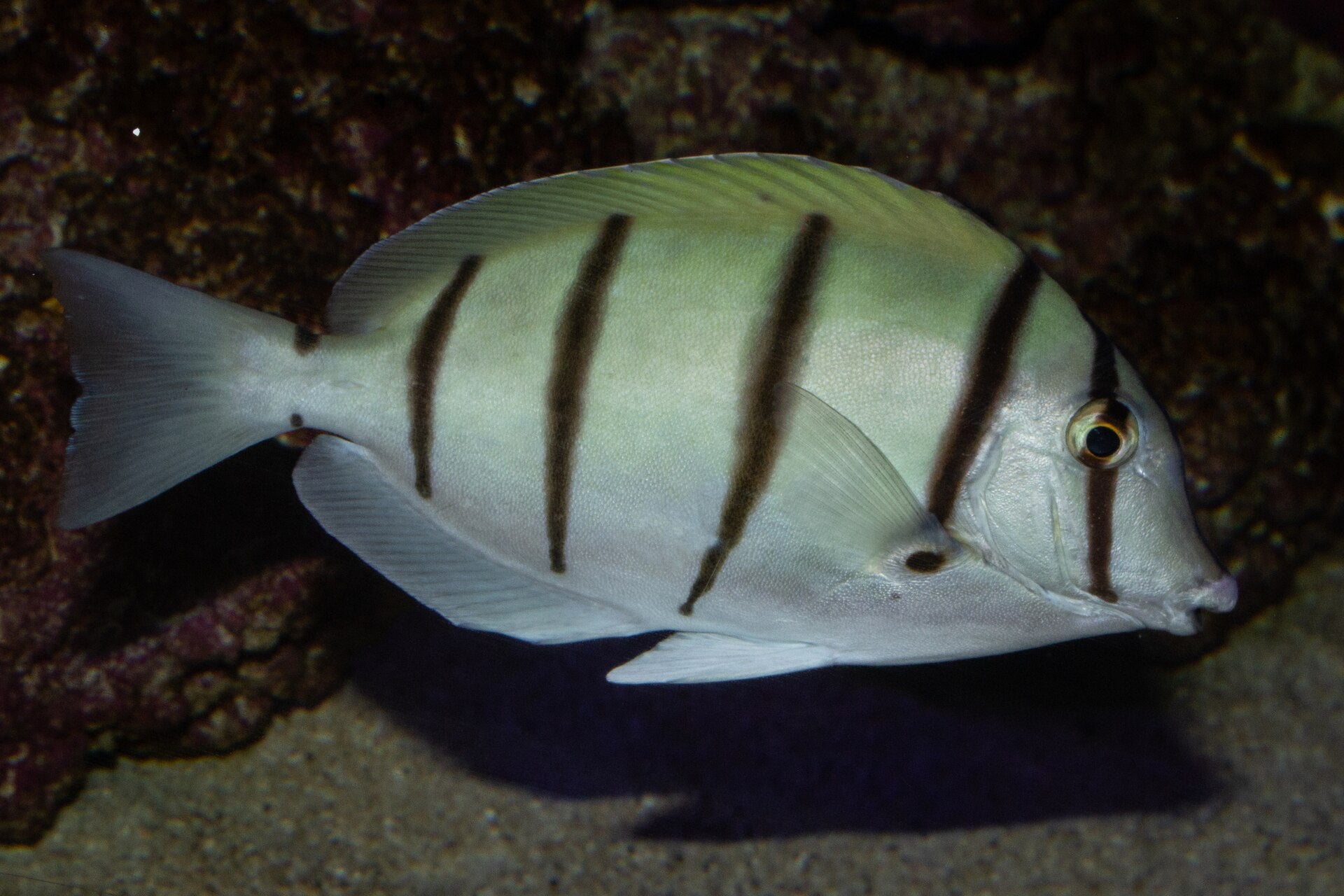 Convict Tang (Acanthurus triostegus)