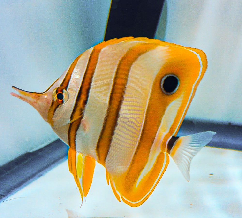 Copperband Butterfly Fish 3” SAMPLE