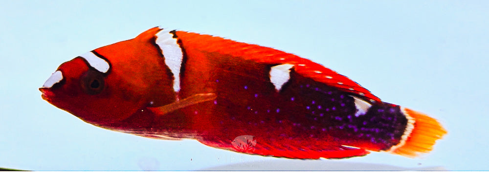 Red Coris Wrasse Juv (Coris gaimard)