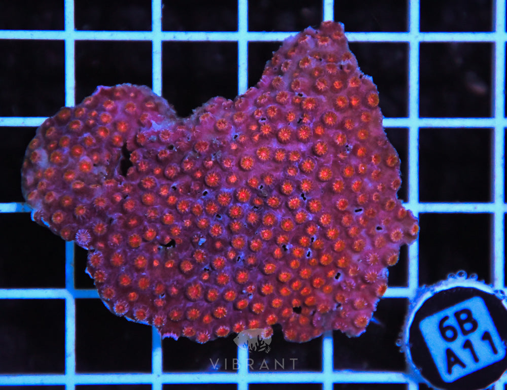 Cyphastrea AUS